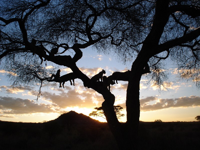 Tramonto di leoni - Tanzania